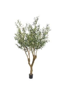 Olive Tree With 3502 Leaves & 84 Fruits 150cm