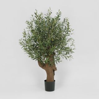 Giant Olive Tree With 3468 Leaves & 42 Fruits Green 110cm