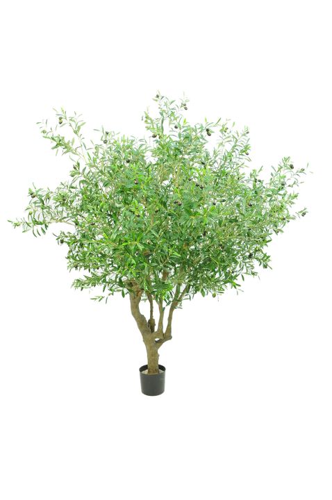 Giant Olive Tree With 9384 Leaves 216 Fruits Green 153cm