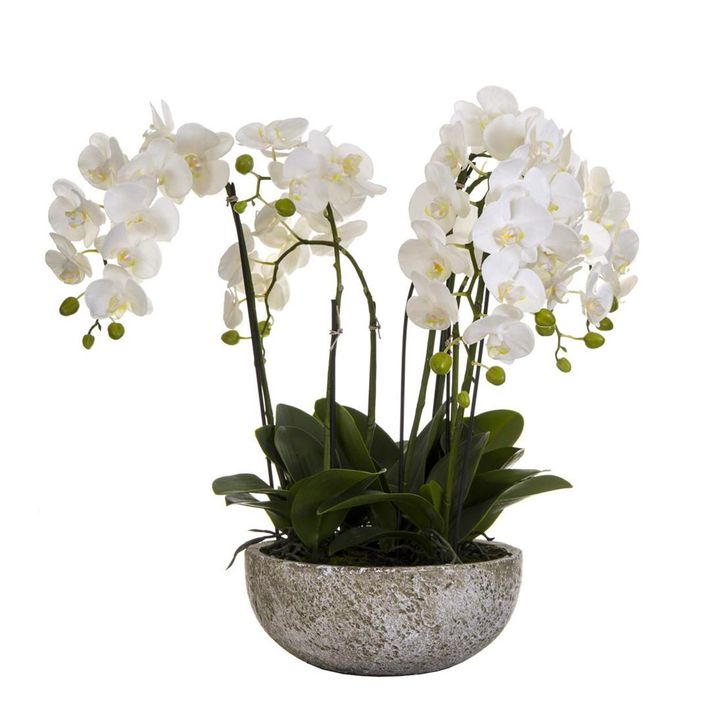 Orchid in Round Clay Pot 62cm White