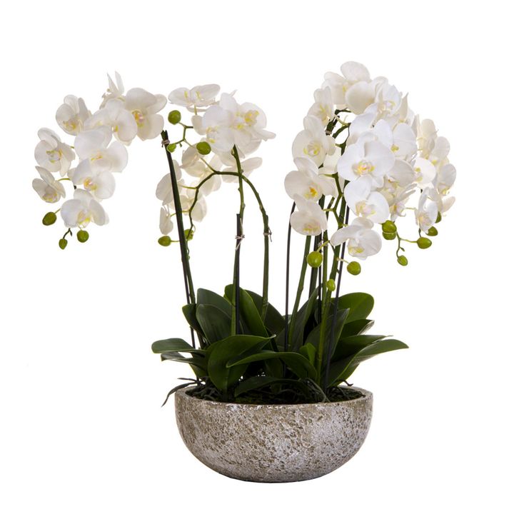 Orchid in Round Clay Pot 62cm White