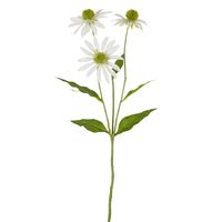 Black Eye Susan Stem 65cm White