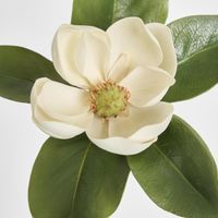 Magnolia Short Stem 60cm White