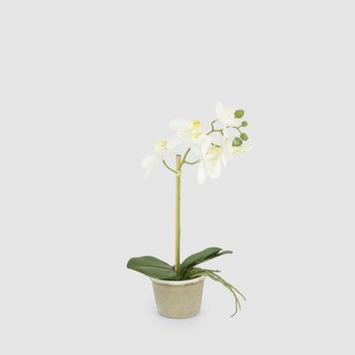 White Orchid in Antiqued Pot Small 30cm