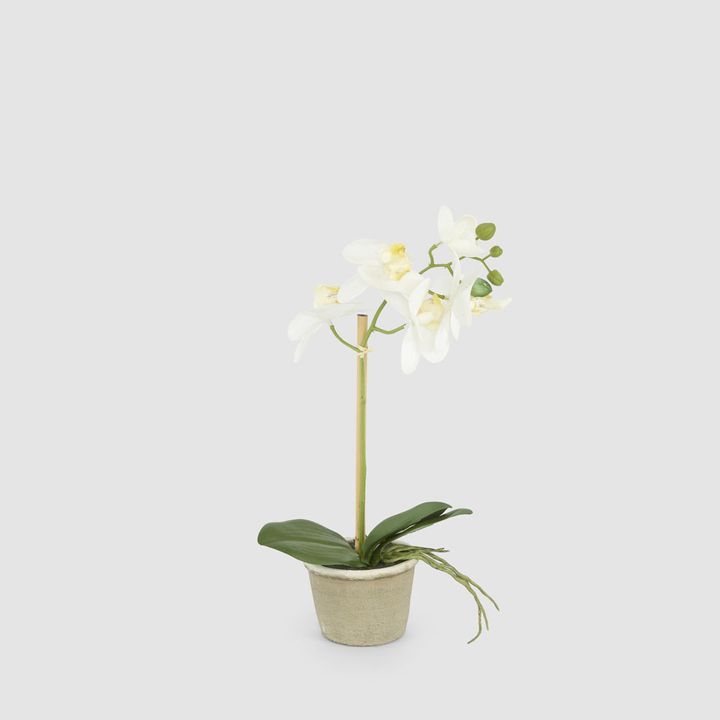 White Orchid in Antiqued Pot Small 30cm