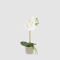 White Orchid in Antiqued Pot Small 30cm