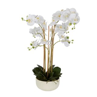 Orchid Potted Real Touch 71cm White