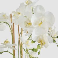 Orchid Potted Real Touch 71cm White