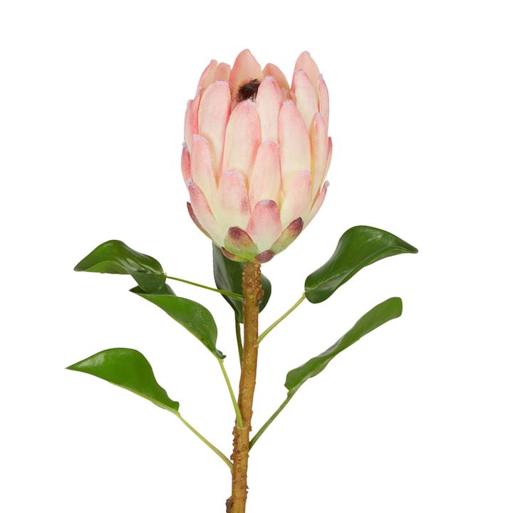 Protea Queen Stem 70cm Pink