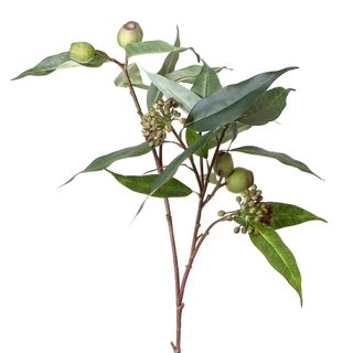 Gumnut Eucalyptus Seed Spray 75cm Green