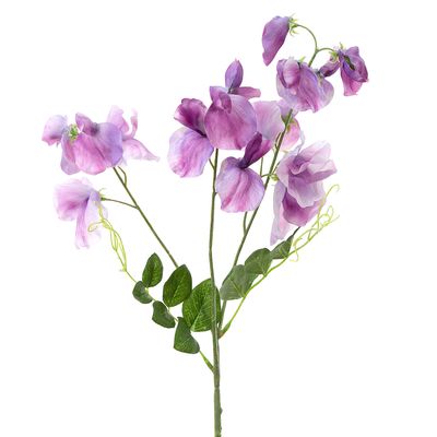 Sweetpea Spray 70cm Lavender