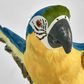 Amazonia Parrot Yellow