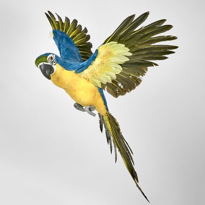 Amazonia Parrot Yellow