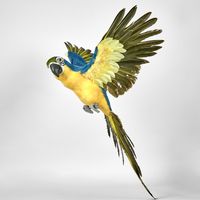 Amazonia Parrot Yellow