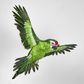Amazonia Parrot Green