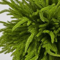 Norfolk Pine Ball Large hanging