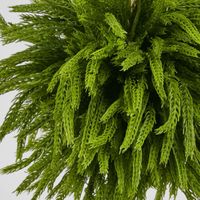 Norfolk Pine Ball Large hanging
