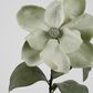 Grandiflora Velvet Magnolia Stem Green