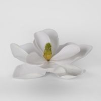 Grandiflora Clip On Velvet Magnolia Flower White