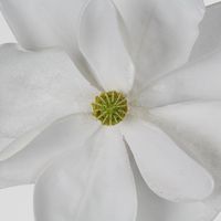 Grandiflora Clip On Velvet Magnolia Flower White