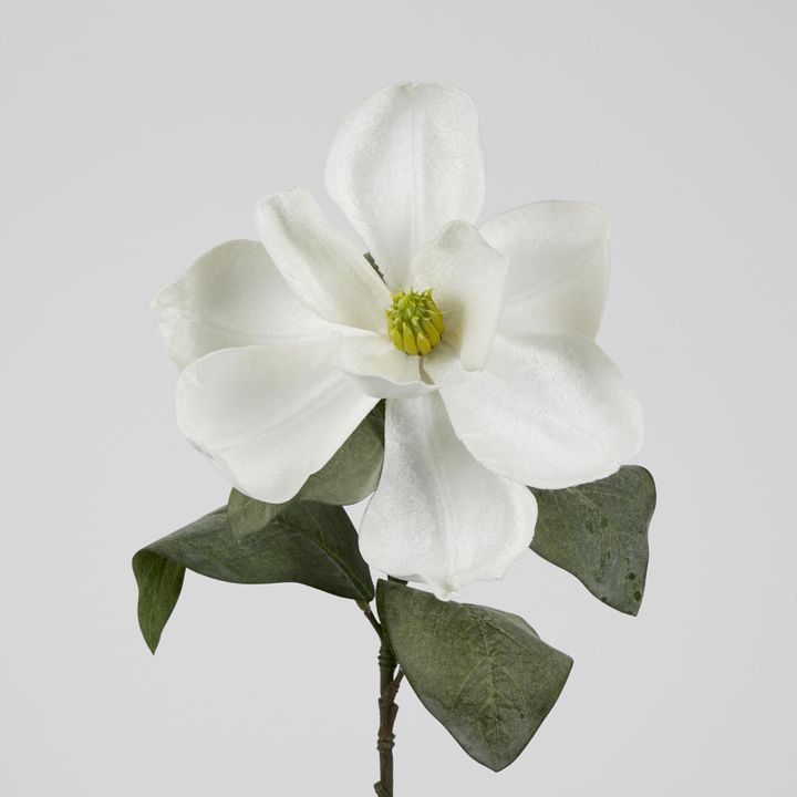 Grandiflora Velvet Magnolia Stem White