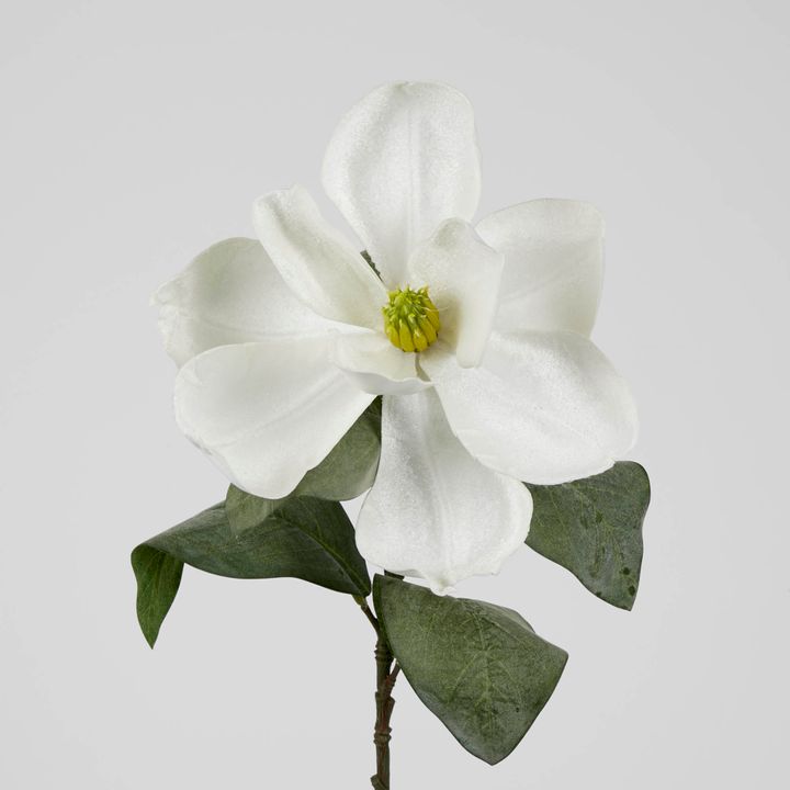 Grandiflora Velvet Magnolia Stem White