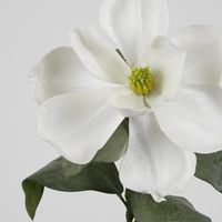 Grandiflora Velvet Magnolia Stem White