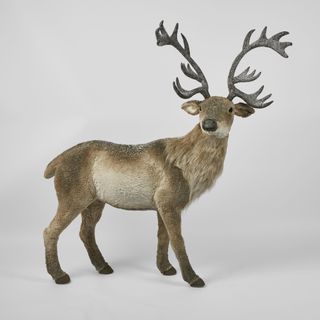 King Elk Standing