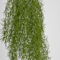 Asparagus Hanging Spray 138cm