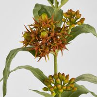 Asclepias Stem Orange 80cm