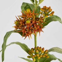 Asclepias Stem Orange 80cm