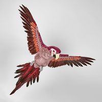 Donna!! Sequin Parrot Pink LGE