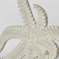 Starfish on Marble White