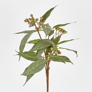 Eucalyptus Seed Stem 89cm