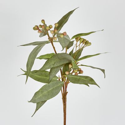 Eucalyptus Seed Stem 89cm