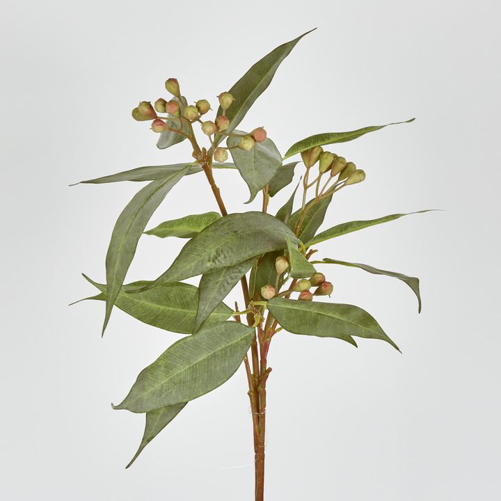 Eucalyptus Seed Stem 89cm