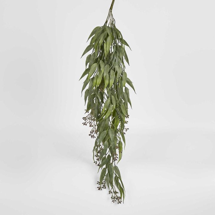 Trailing hanging Seeded Eucalyptus Bush