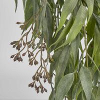 Trailing hanging Seeded Eucalyptus Bush