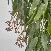 Trailing Seeded Eucalyptus Bush