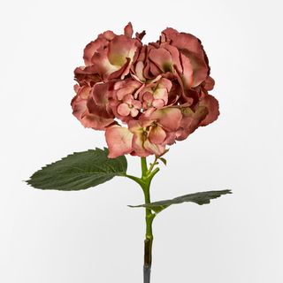 Hydrangea Large Stem With Leaves 75cm