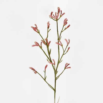 Kangaroo Paw Spray Pink 102cm