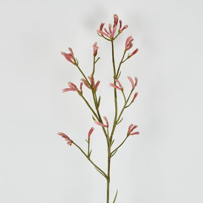 Kangaroo Paw Spray Pink 102cm