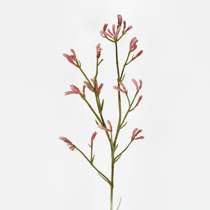 Kangaroo Paw Spray Pink 102cm