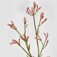 Kangaroo Paw Spray Pink 102cm