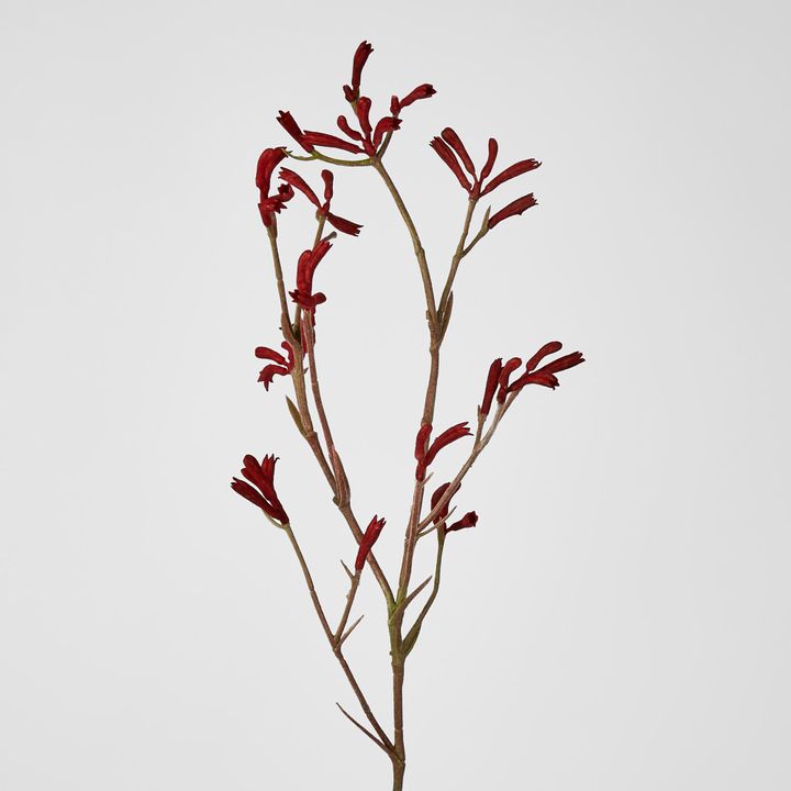 Kangaroo Paw Spray Red 102cm