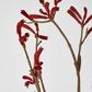 Kangaroo Paw Spray Red 102cm