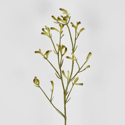 Kangaroo Paw Spray Yellow 102cm