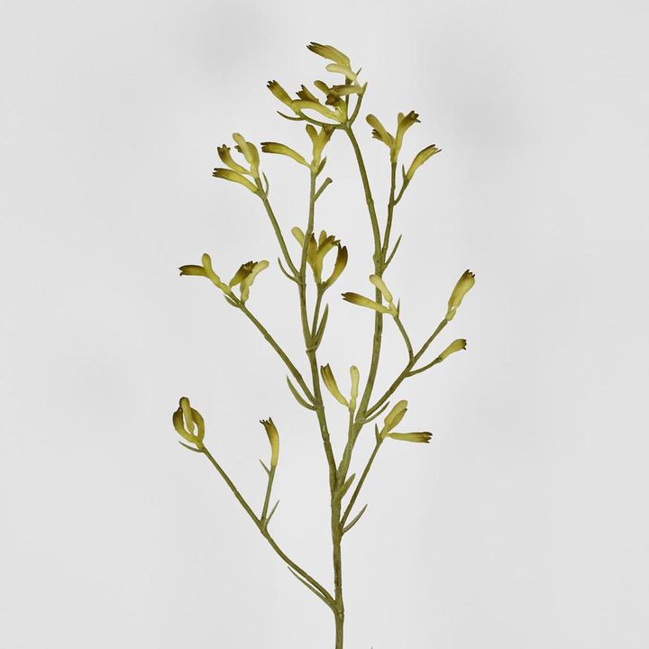 Kangaroo Paw Spray Yellow 102cm