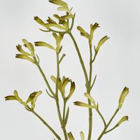 Kangaroo Paw Spray Yellow 102cm