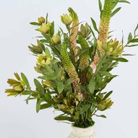 Leucadendron Spray Yellow 100CM